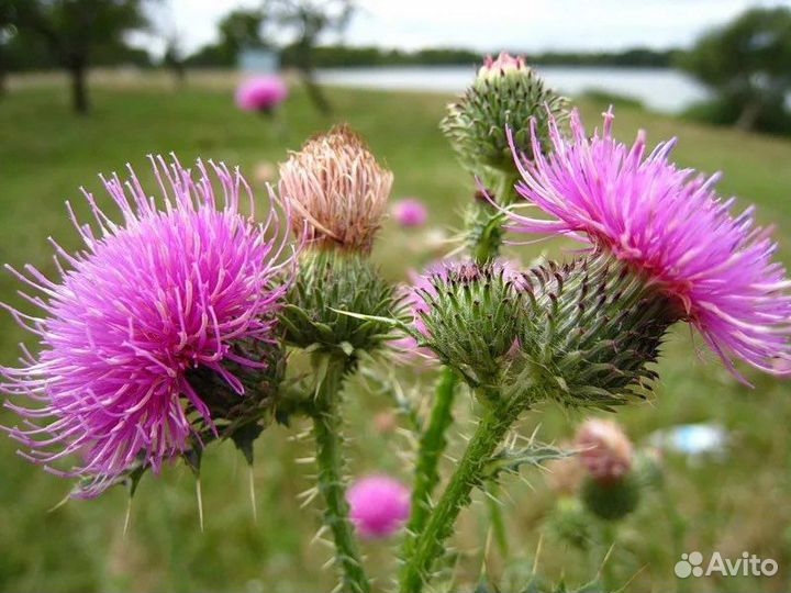 Масло расторопши сыродавленное