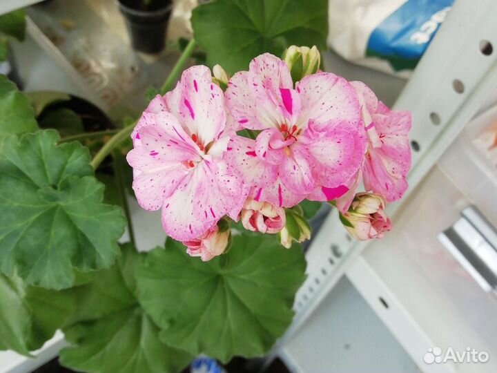Пеларгония Фея Весна