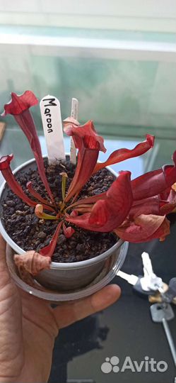 Саррацения