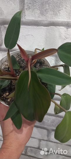 Филодендрон