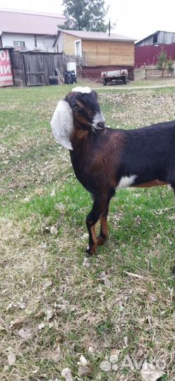 Камори. Битал. Нубийцы