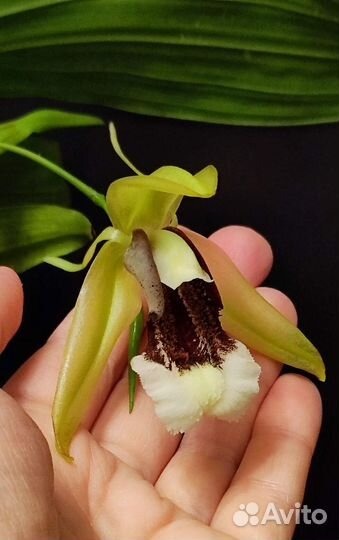 Coelogyne speciosa