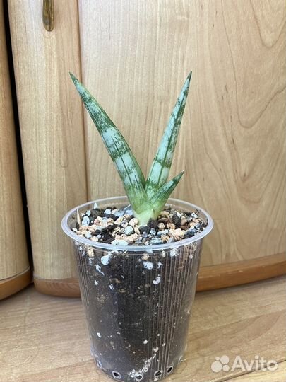 Сансевиерия Ханни Блэк Драгон, Тиара Платинум