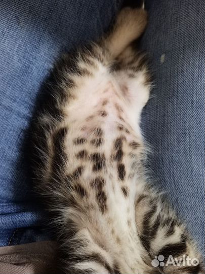 Котята в дар