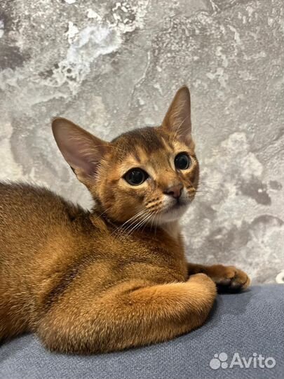 Абиссинские котята