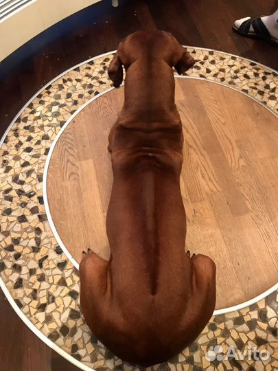 Кабель родезийского риджбека для вязки