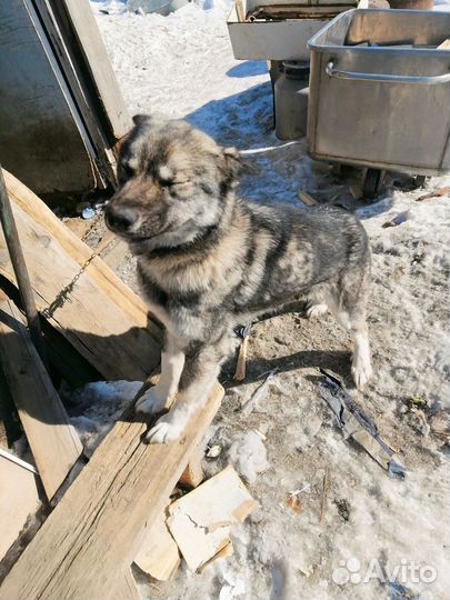 Стерильная собака