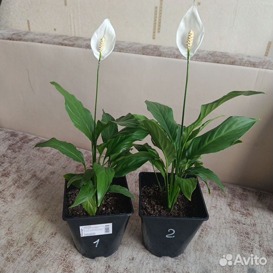 Спатифиллум с цветами, фикус