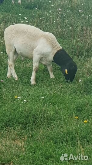 Дорпер на племя