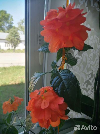 Нолина, Фикус Одри (Андрей), Кроссандра