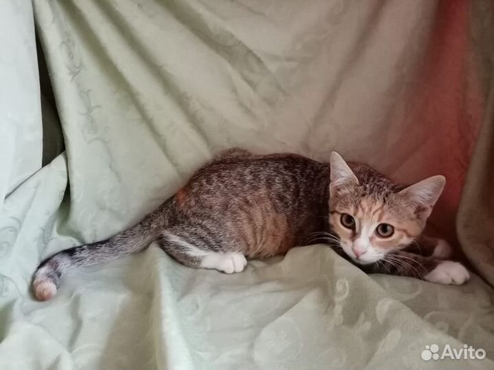 Трёхцветный котенок в добрые руки