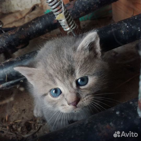 Британские вислоухие котята
