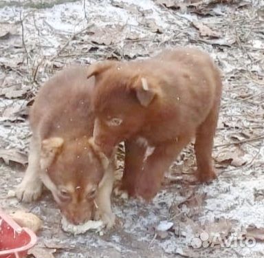 Щенки в яме
