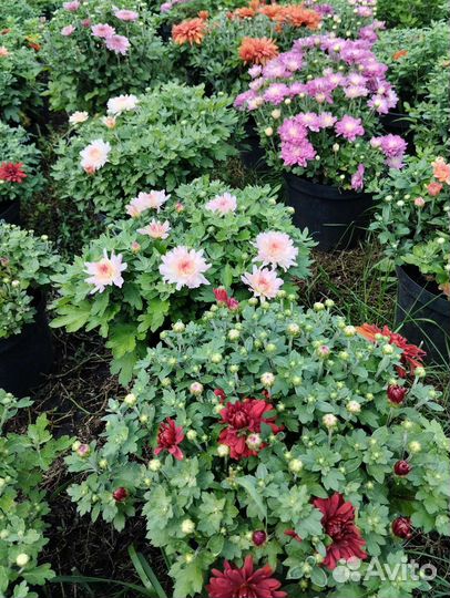 Хризантемы мультифлоры