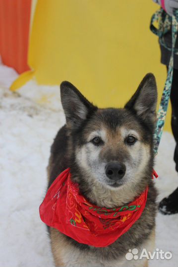 Собака в добрые руки