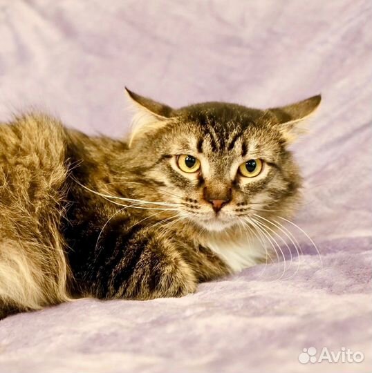 Василий - красавец сибиряк в добрые руки