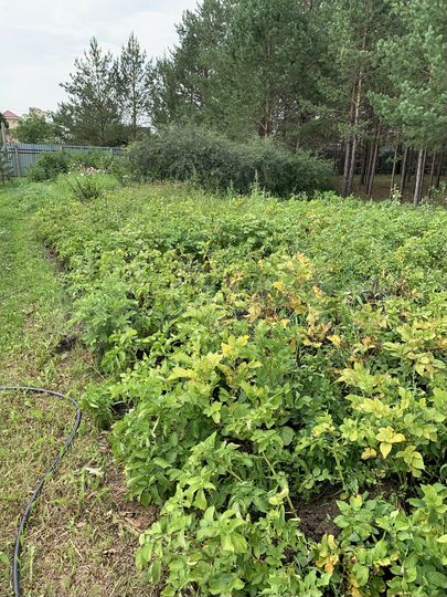 Участок 30 сот. (ИЖС)