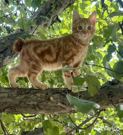 Курильский бобтейл