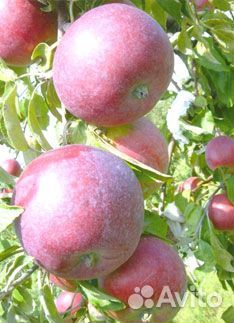Яблоки оптом