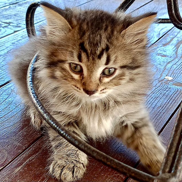 Невский маскарадный котёнок