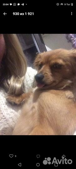 Щенок чихуахуа мальчик