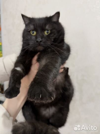 Кошка стерилизована 1 год