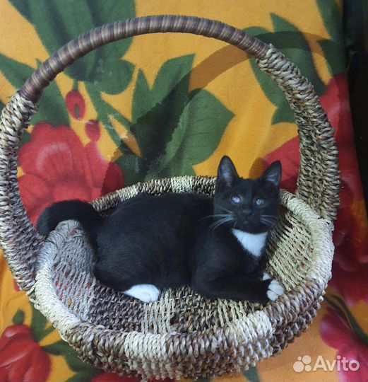 Черная кошка с белыми усами в добрые руки в дар