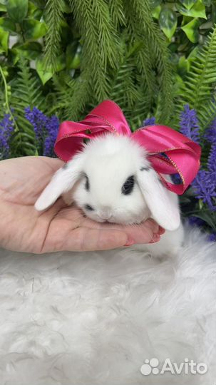 Кролик декоративный