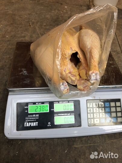 Куры редбро