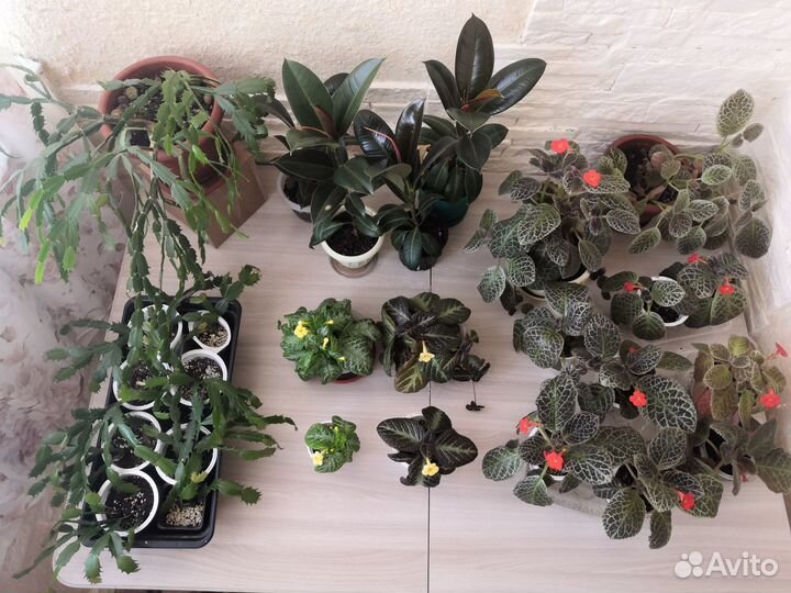 Комнатные цветы