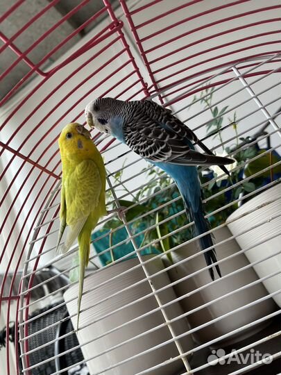 Продам попугаев