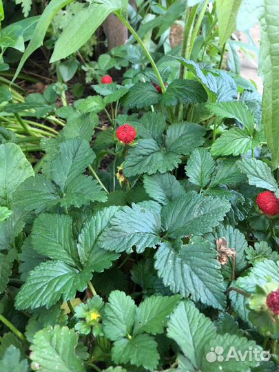 Декоративная земляника(10 отростков)