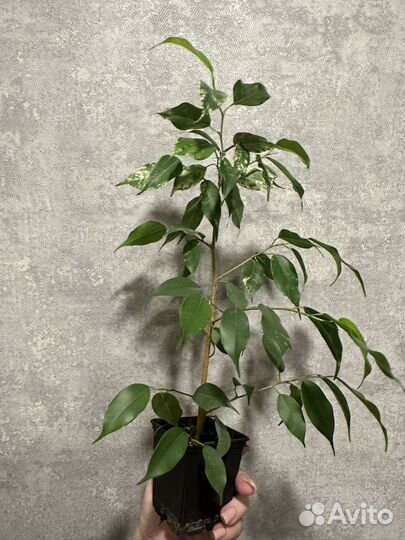 Бенджамина фикус