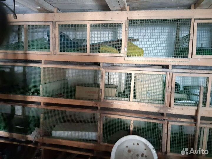 Клетки разных размеров