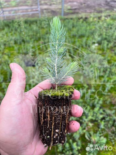 Голубая ель зкс сеянцы для лесовосстановления