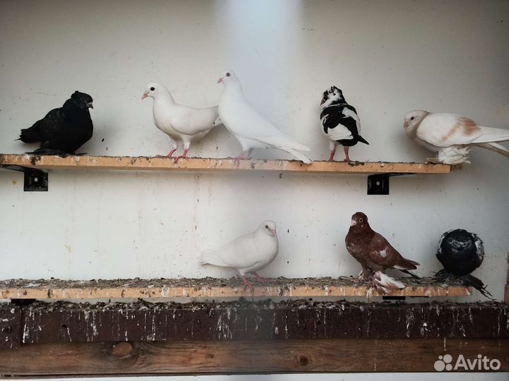 Бакинские бойные голуби