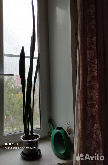 Сансевиерия