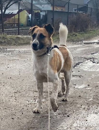 Беспородный Джек с характером джек рассела