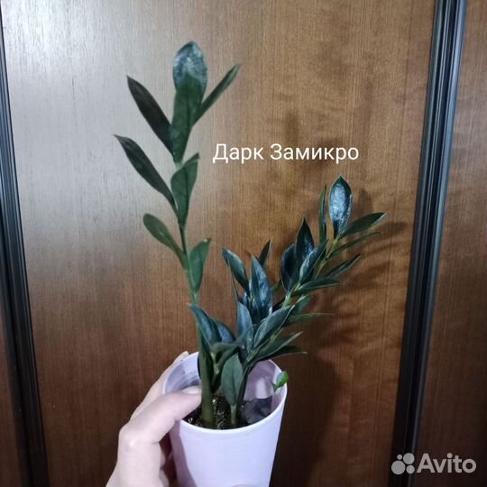 Перья, листья разных сортов Замиокулькаса