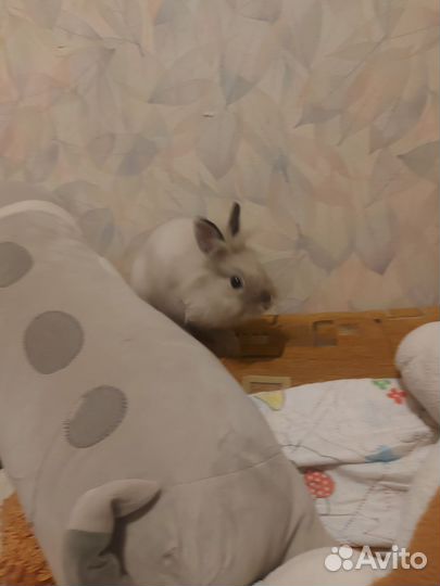 Клетка