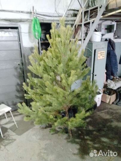 Ëлка новогодняя