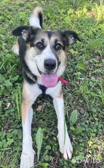 Собака в добрые руки