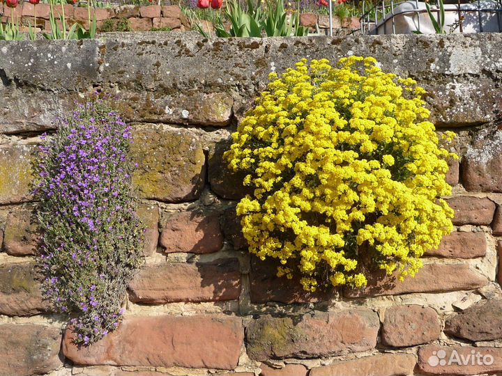 Алиссум скальный, декоративные цветы, семена