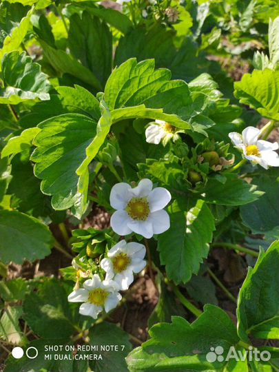 Рассада клубники