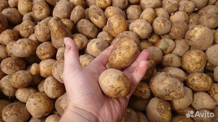 Картофель семянно