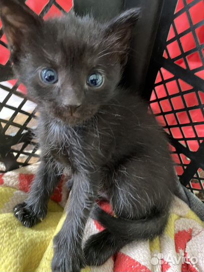 Котята бесплатно