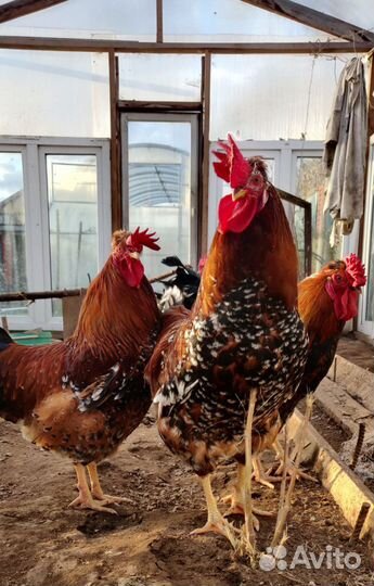 Молодые петушки разных пород
