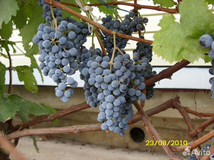 Саженцы винограда столовых и винных сортов