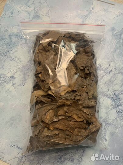 Опад листьев, лесной мох, палочки с лишайником