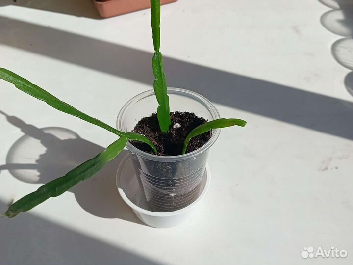 Липисмиум Боливийский-лесной кактус